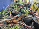 Potted Plants - Assorted - 6"