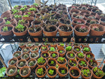 Potted Plants - Assorted - 4" Pot